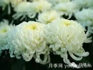 識(shí)花瓣，辨花型...快收好這份賞菊“門道”(圖16)