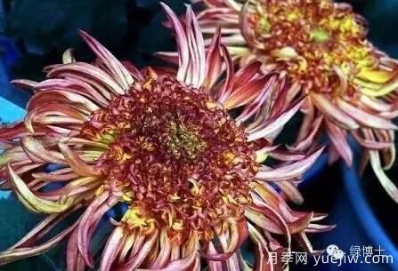 識(shí)花瓣，辨花型...快收好這份賞菊“門道”(圖18)