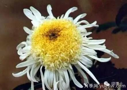 識(shí)花瓣，辨花型...快收好這份賞菊“門道”(圖19)