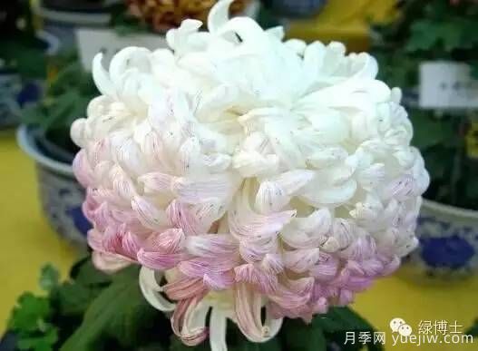 識(shí)花瓣，辨花型...快收好這份賞菊“門道”(圖20)