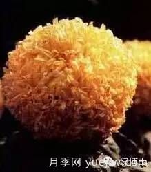 識(shí)花瓣，辨花型...快收好這份賞菊“門道”(圖22)