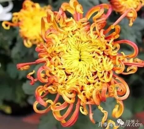 識(shí)花瓣，辨花型...快收好這份賞菊“門道”(圖23)