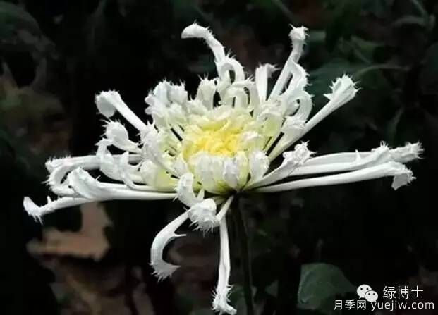 識(shí)花瓣，辨花型...快收好這份賞菊“門道”(圖24)