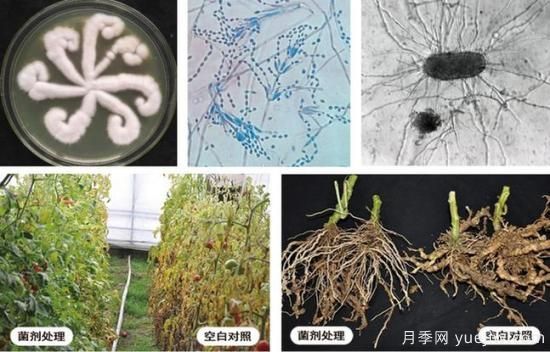 植物根結(jié)線蟲病難對(duì)付？生物農(nóng)藥有辦法(圖1)
