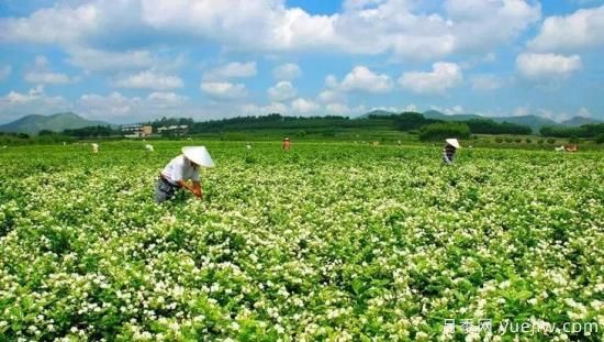 中國10大超級縣城，丹陽全球一半眼鏡，許昌全球八成假發(fā)(圖5)