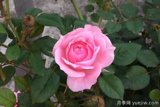 推薦8種粉色系月季品種，漂亮顏值甜蜜來(lái)襲(圖5)