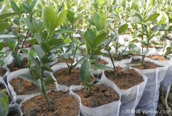 育苗容器影響苗木生長嗎？應(yīng)該如何選擇容器苗？(圖4)