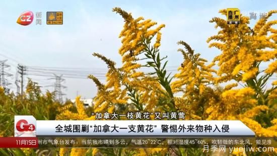 廣州湖北河南…多地遭“一枝黃花”入侵，見到要鏟除(圖1)