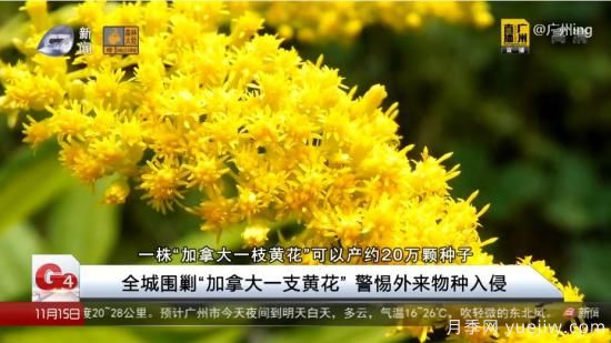 廣州湖北河南…多地遭“一枝黃花”入侵，見到要鏟除(圖4)