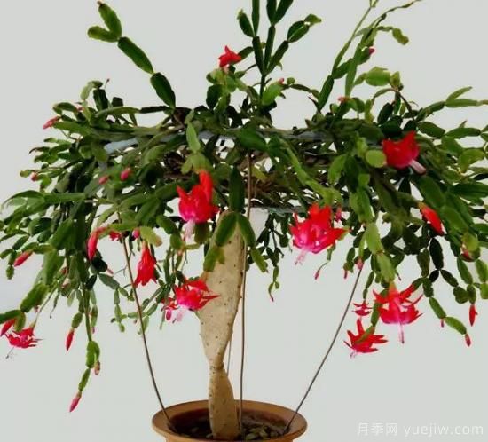 蟹爪蘭的嫁接方法，不會的都看看！(圖3)