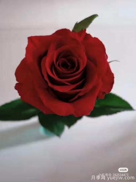 紅色切花月季經典主流，推薦十種經典常見的紅玫瑰(圖2)