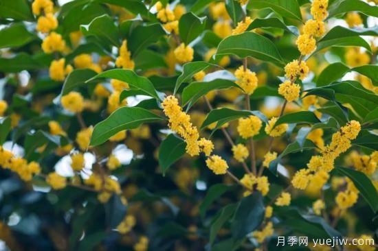 50句靜美詩詞，讀一卷詩書，賞一窗風(fēng)月(圖1)