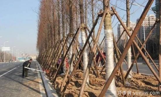 苗木移栽前都要纏草繩嗎？這里面有什么講究？(圖1)