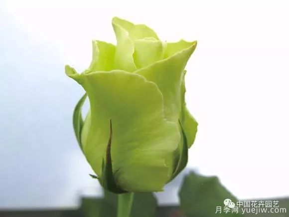 談談中國月季的發(fā)展史，致敬中國的月季育種家前輩們！(圖43)