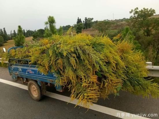 加拿大一枝黃花入侵我國15省，生態(tài)殺手要鏟除(圖2)