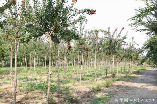 現(xiàn)在為什么海棠樹越來(lái)越便宜了(圖1)