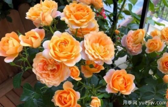 開花機(jī)器果汁陽臺月季，冬日盆栽做到開花旺盛(圖1)