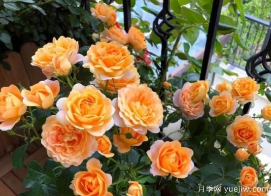 開花機(jī)器果汁陽臺月季，冬日盆栽做到開花旺盛(圖3)