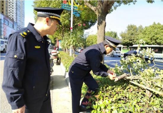 南陽樹狀月季遭腰斬，園林部門有獎?wù)骷瓢妇€索(圖1)