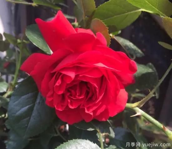 弗洛倫蒂娜、大游行、亞伯拉罕、藍(lán)色陰雨等藤本月季的優(yōu)缺點(diǎn)是什么？(圖1)
