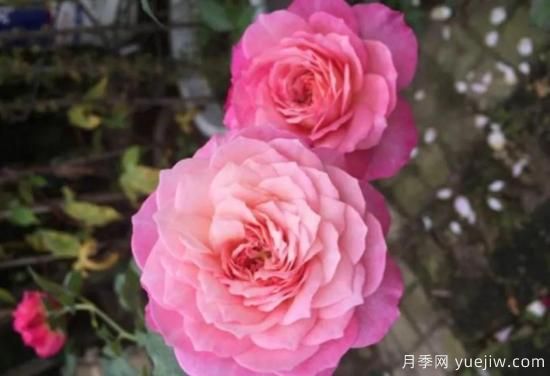 弗洛倫蒂娜、大游行、亞伯拉罕、藍(lán)色陰雨等藤本月季的優(yōu)缺點(diǎn)是什么？(圖3)