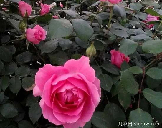 弗洛倫蒂娜、大游行、亞伯拉罕、藍(lán)色陰雨等藤本月季的優(yōu)缺點(diǎn)是什么？(圖2)
