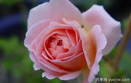 弗洛倫蒂娜、大游行、亞伯拉罕、藍(lán)色陰雨等藤本月季的優(yōu)缺點(diǎn)是什么？(圖4)