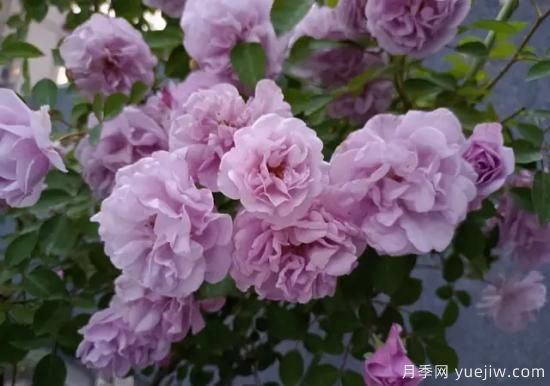 弗洛倫蒂娜、大游行、亞伯拉罕、藍(lán)色陰雨等藤本月季的優(yōu)缺點(diǎn)是什么？(圖5)