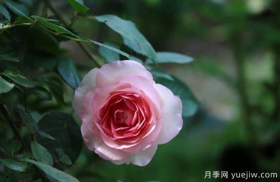 弗洛倫蒂娜、大游行、亞伯拉罕、藍(lán)色陰雨等藤本月季的優(yōu)缺點(diǎn)是什么？(圖6)