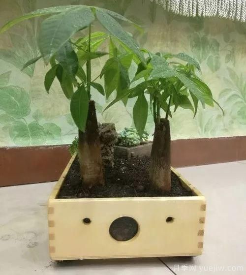 好看又省心，冬季適合懶人養(yǎng)的八大花卉植物(圖1)