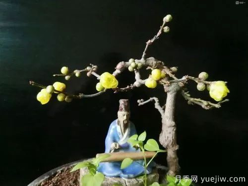 好看又省心，冬季適合懶人養(yǎng)的八大花卉植物(圖3)