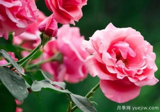 月季和玫瑰如何區(qū)分？圖解科普很詳細(圖1)