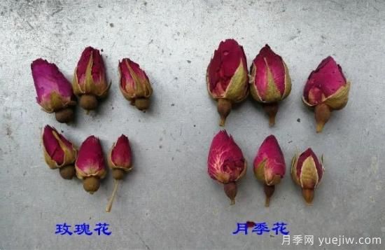 月季和玫瑰如何區(qū)分？圖解科普很詳細(圖2)