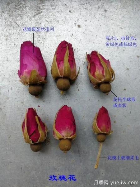 月季和玫瑰如何區(qū)分？圖解科普很詳細(圖3)
