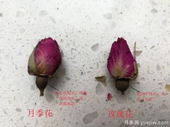 月季和玫瑰如何區(qū)分？圖解科普很詳細(圖5)