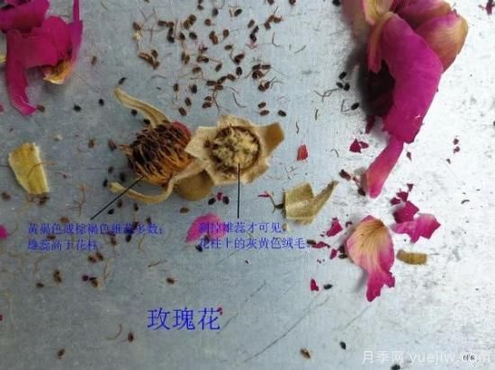 月季和玫瑰如何區(qū)分？圖解科普很詳細(圖6)