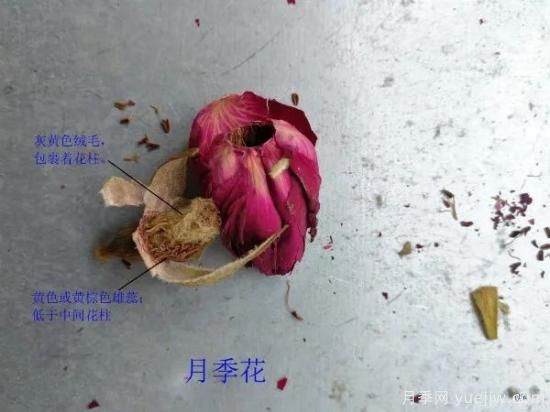 月季和玫瑰如何區(qū)分？圖解科普很詳細(圖7)