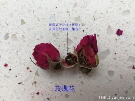 月季和玫瑰如何區(qū)分？圖解科普很詳細(圖8)