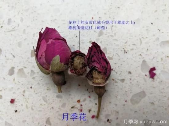 月季和玫瑰如何區(qū)分？圖解科普很詳細(圖9)