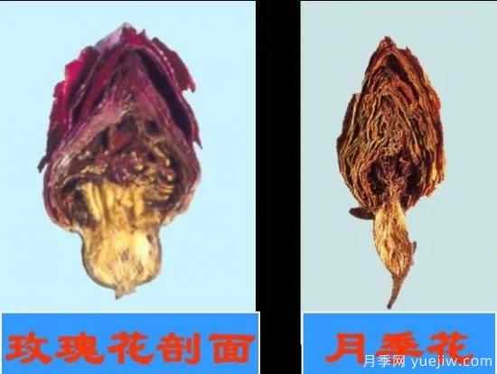 月季和玫瑰如何區(qū)分？圖解科普很詳細(圖10)