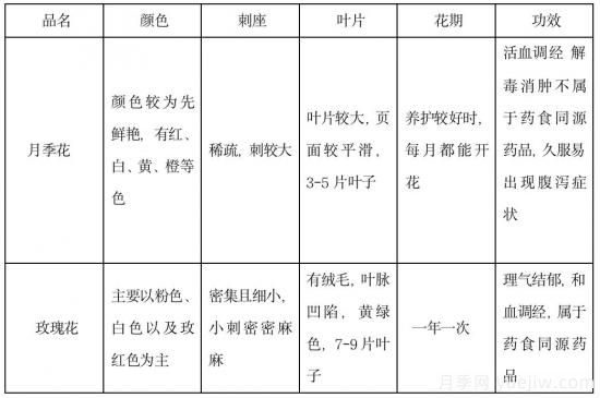 月季和玫瑰如何區(qū)分？圖解科普很詳細(圖14)