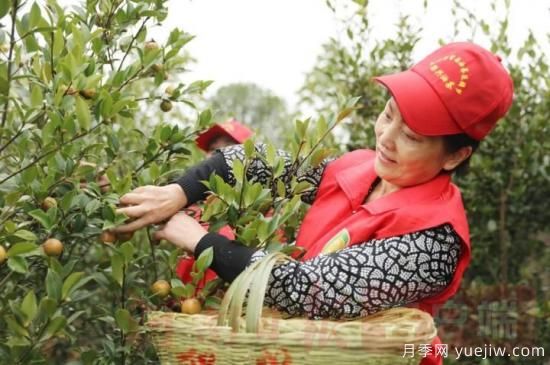 光山油茶果：從種得好到賣得好，怎么做到的(圖1)