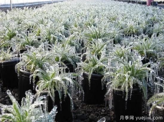 植物受凍后，怎么高效救治？(圖1)