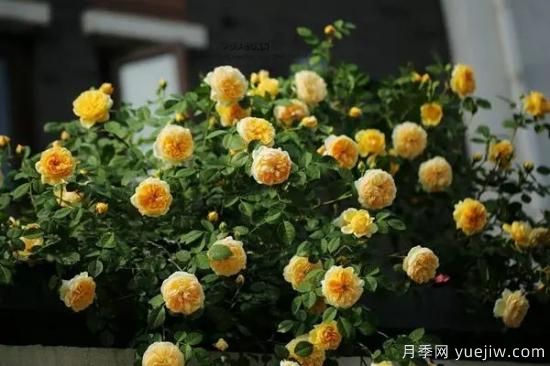 讓盆栽月季花開爆盆的方法，選對花盆，水肥管理是重點(圖3)