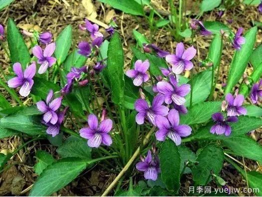 中草藥植物綠化，園林應(yīng)用新潮流？(圖1)