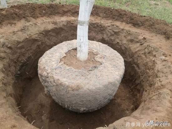 苗木取苗土球該多大合適呢？園林綠化施工挖樹穴的講究(圖2)