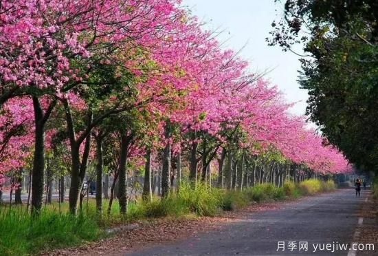 苗木中的精品！這6種高顏值苗木你家苗圃有嗎？(圖4)