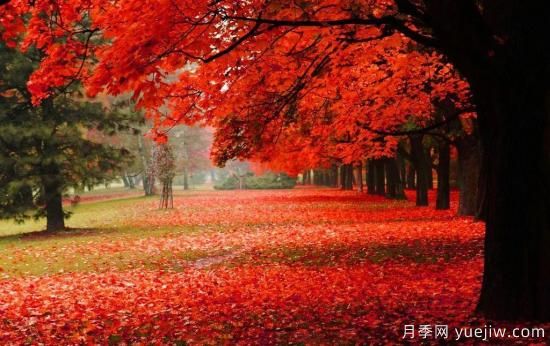 苗木中的精品！這6種高顏值苗木你家苗圃有嗎？(圖3)