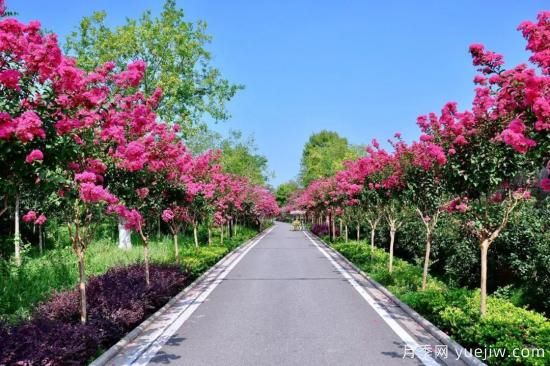 苗木中的精品！這6種高顏值苗木你家苗圃有嗎？(圖5)