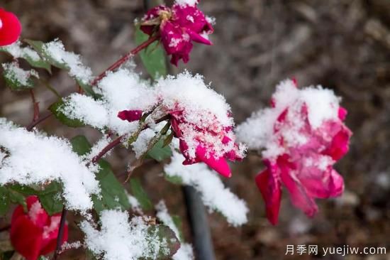 耐寒性，你家月季抗不抗凍？月季如何過冬(圖1)